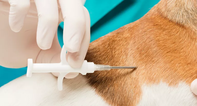 Implantación del microchip en el perro