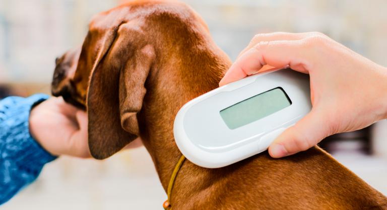 Microchip para perros: qué debes saber sobre este dispositivo