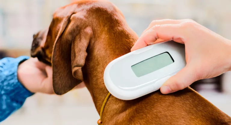 identificación del microchip para perros