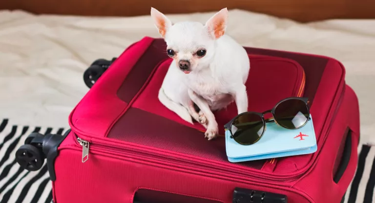 Viajar con perros