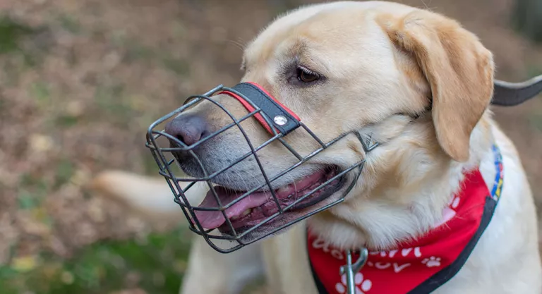 Consejos para habituar al animal al uso del bozal :cachorro