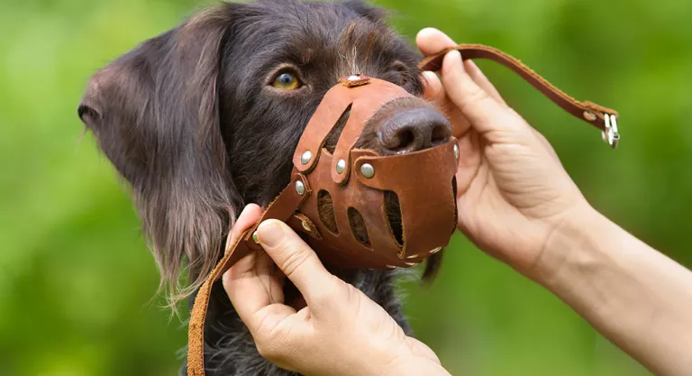 Consejos para habituar al animal al uso del bozal : colocación