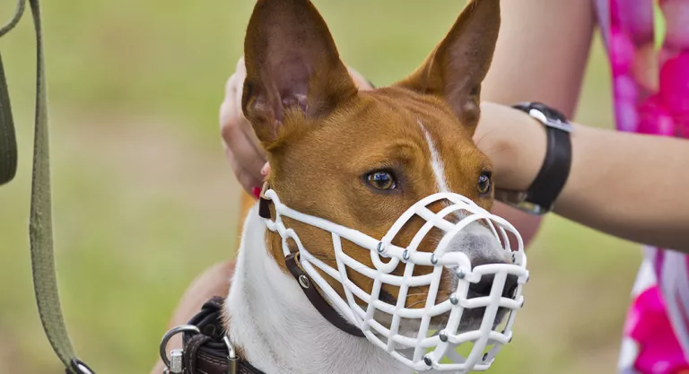 Consejos para habituar al animal al uso del bozal : accesorio positivo