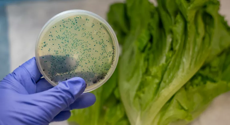 E-coli en lechuga