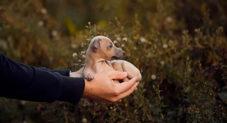 Cachorro de galgo