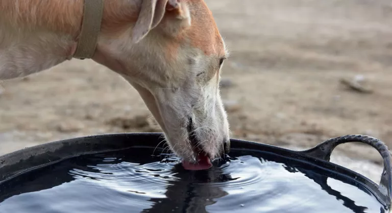 Galgo bebiendo agua