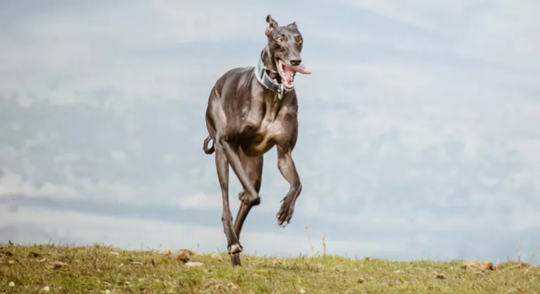 Galgo español corriendo