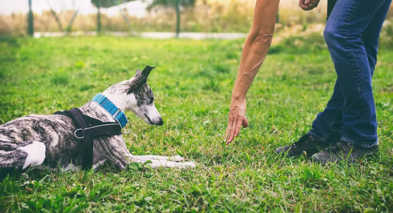 Entrenamiento de un galgo