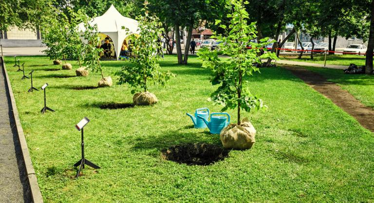 Plantar árboles en las ciudades