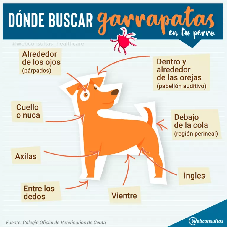 Infografía: picaduras de garrapata en el perro