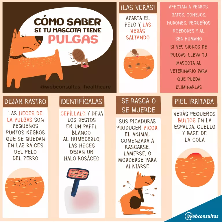 Ilustración: Cómo identificar una infestación por pulgas