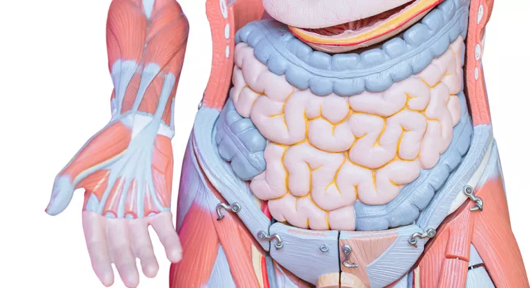 Enfermedad de Crohn, síndrome de intestino irritable