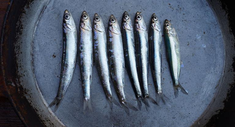 Alimentación para prevenir las varices: pescado azul