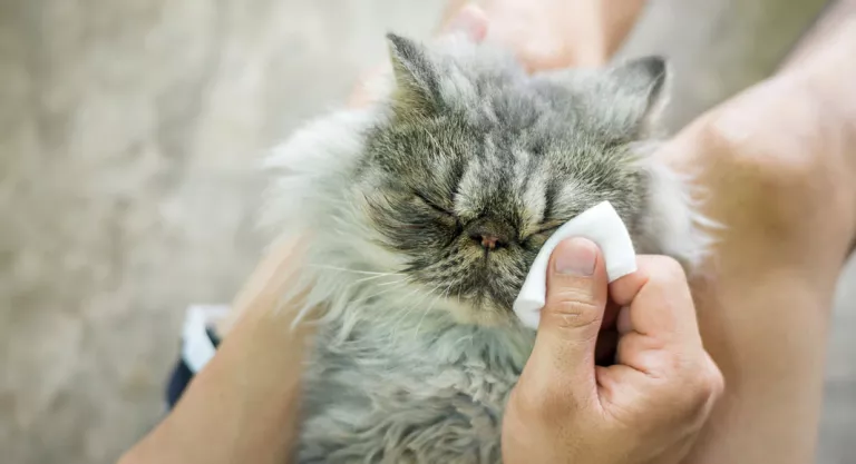 Cuidado de las encías del gato