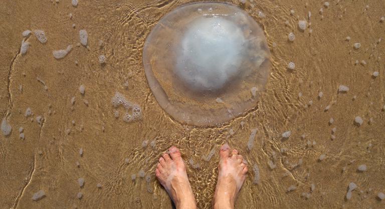 Principales riesgos en la playa para el bebé: picadura de medusa