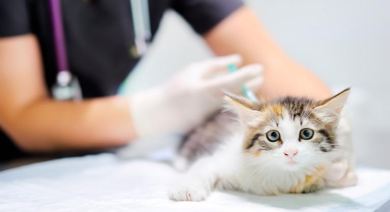Vacunación al gato