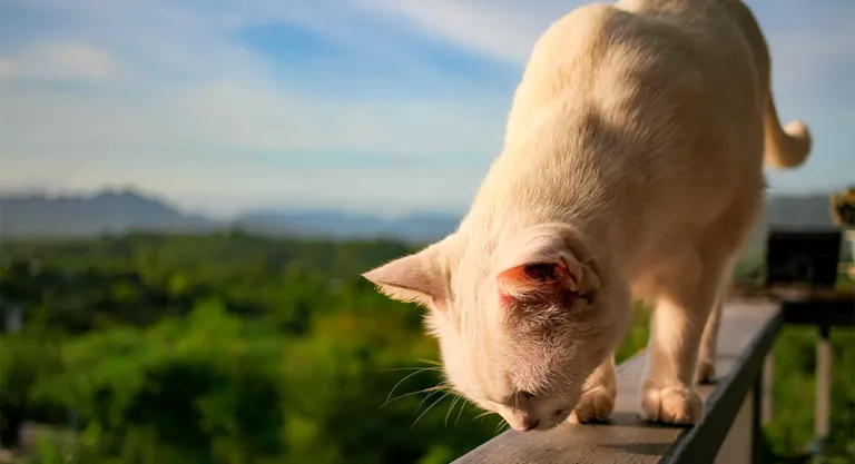 Síndrome del gato paracaidista: cómo evitarlo