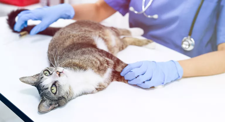 Gato en el veterinario