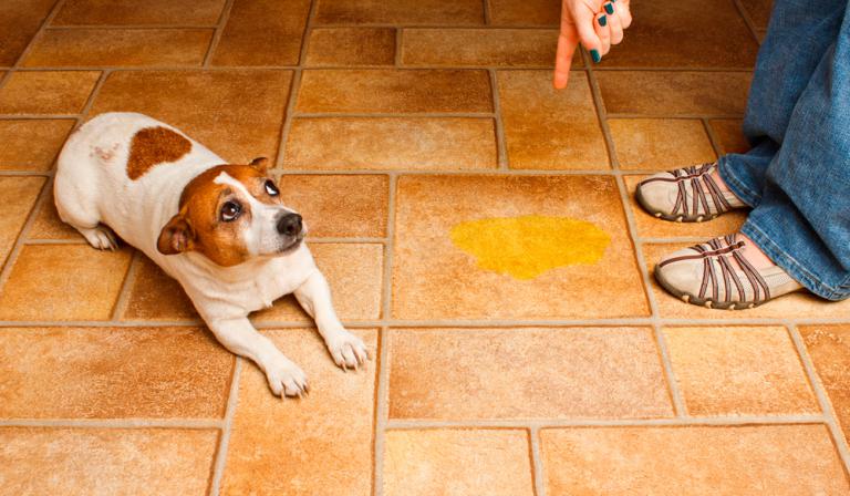 Persona regañando a su perro por haberse orinado en el suelo de casa