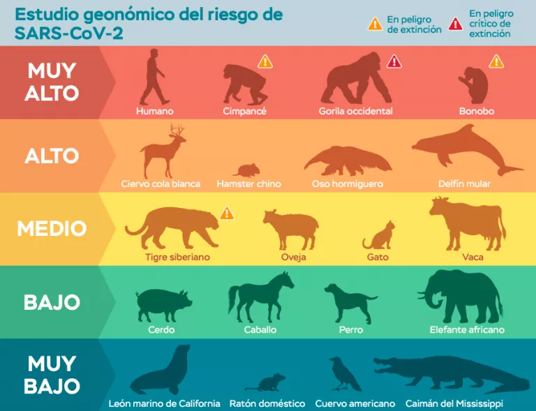 Tabla de animales vulnerables por SARS-CoV-2