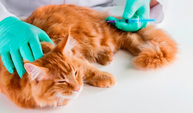 Veterinario inyectando insulina a un gato