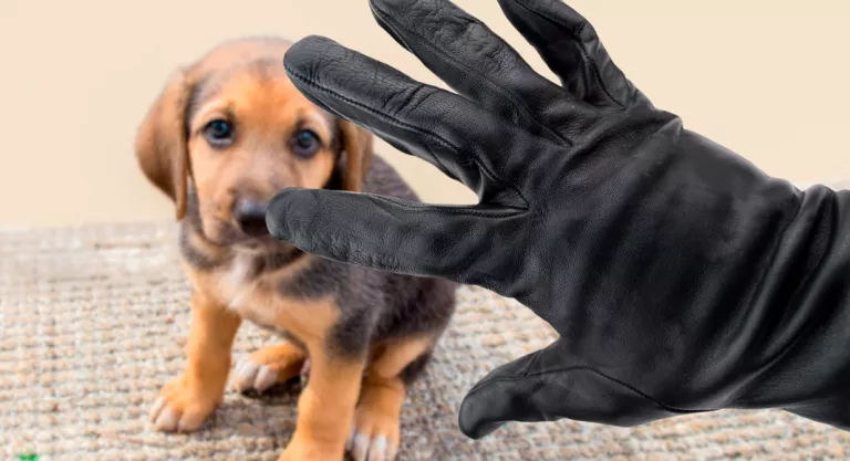 Prevenir la pérdida o robo de tu mascota