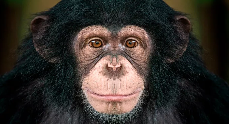 Animales con más similitudes genéticas con los humanos: chimpancé