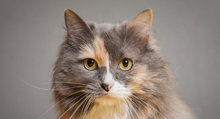 Animales con más similitudes genéticas con los humanos: gatos