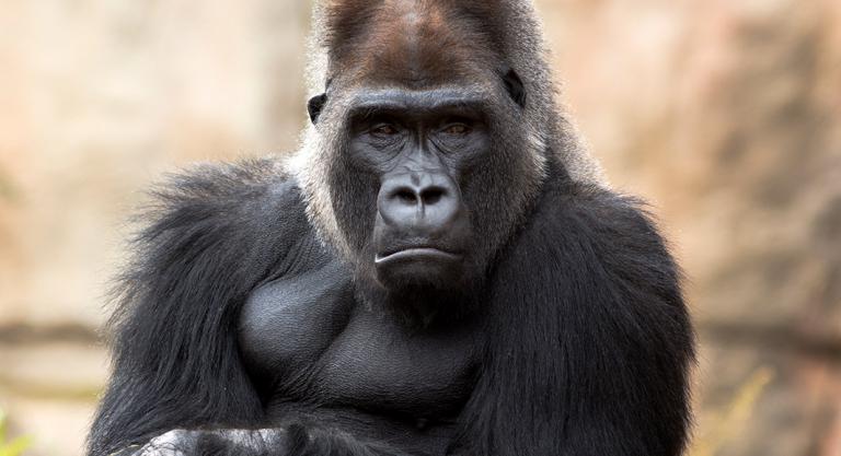 Animales con más similitudes genéticas con los humanos: gorila