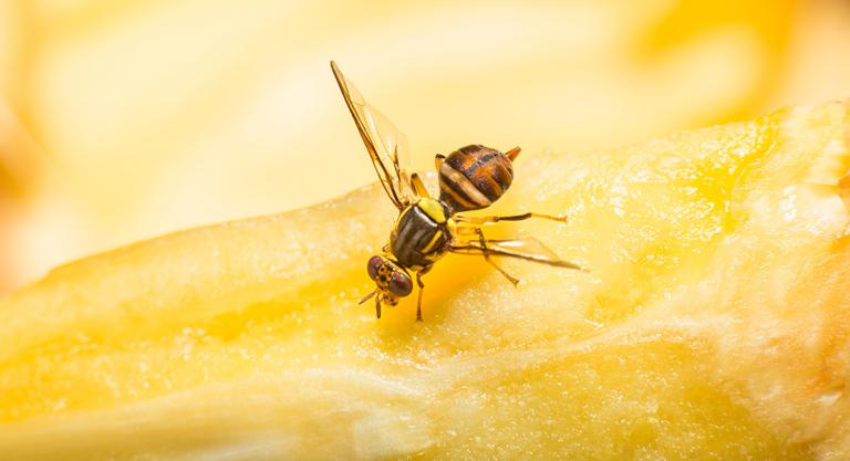 Animales con más similitudes genéticas con los humanos: mosca de la fruta
