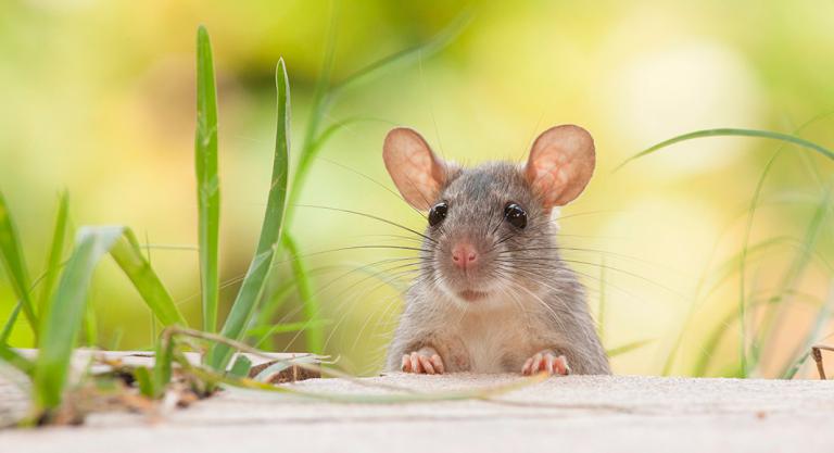 Animales con más similitudes genéticas con los humanos: ratones