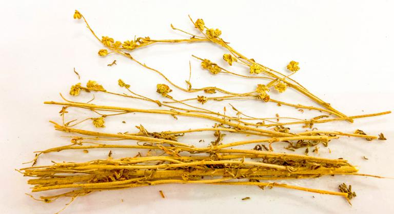 Artemisa annua, hojas secas
