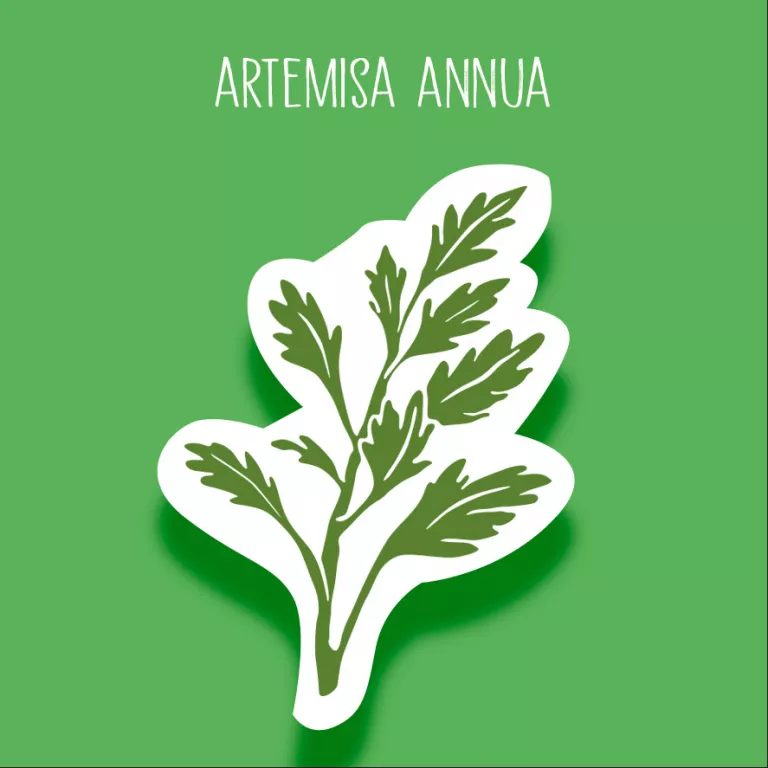 Artemisa annua