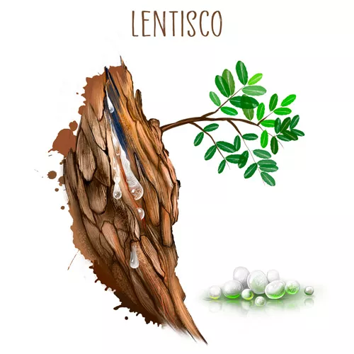 Lentisco