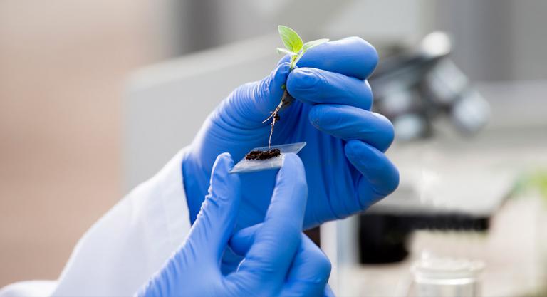 Otros posibles usos de la edición genética: biotecnología vegetal