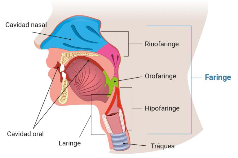 Ilustración de la anatomía de la faringe