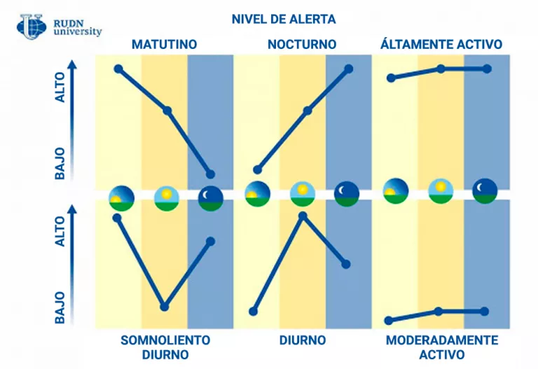 Esquema de los cronotipos de sueño