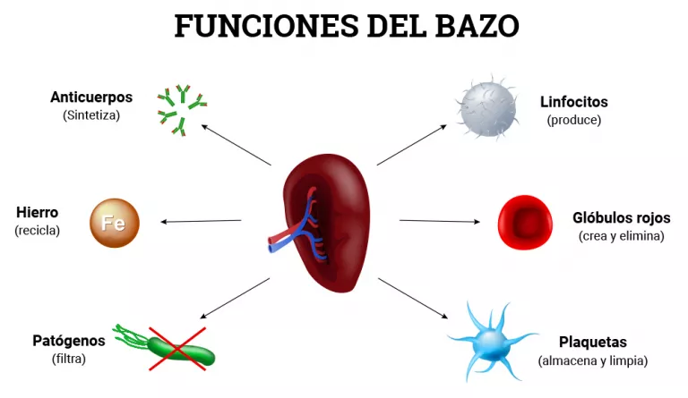 Ilustración de las funciones del bazo