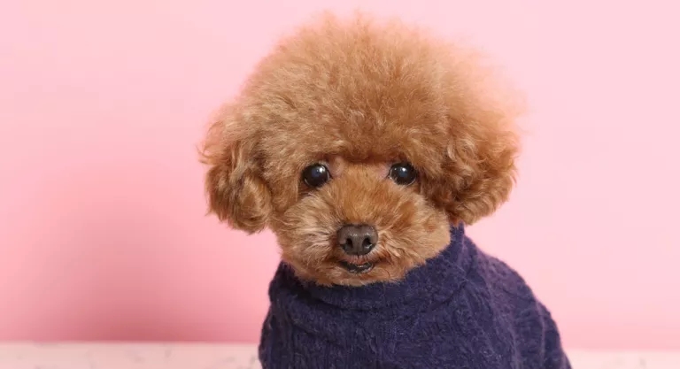 Salud Del Caniche Toy O Poddle Toy Gestacion Y Reproduccion Salud Del Caniche Toy O Poddle Toy Gestacion Y Reproduccion
