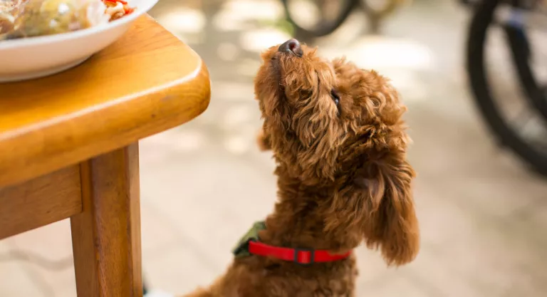 Alimentación e higiene del caniche toy o poodle toy