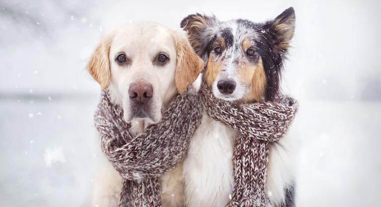 Dos perros con bufanda