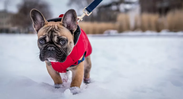 Perro paseando por la nieve con un abrigo 