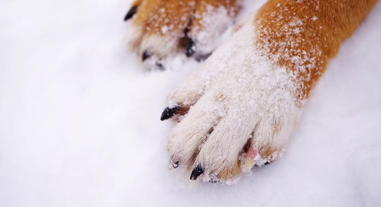 Patas de un perro heladas por el frío de la nieve
