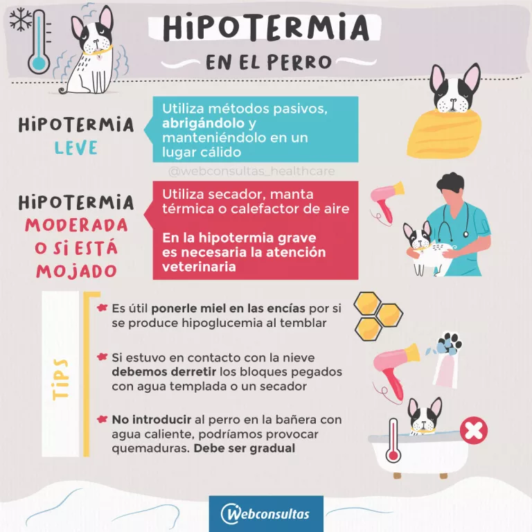 Infografía: Hipotermia en los perros