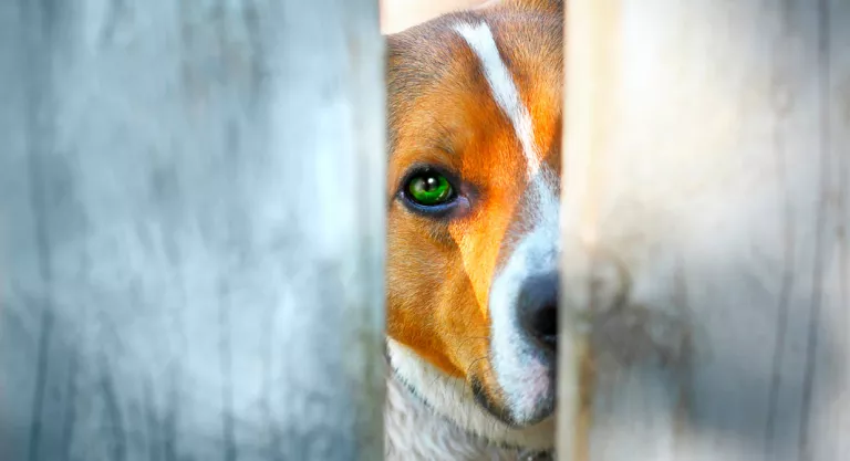 El maltrato animal 