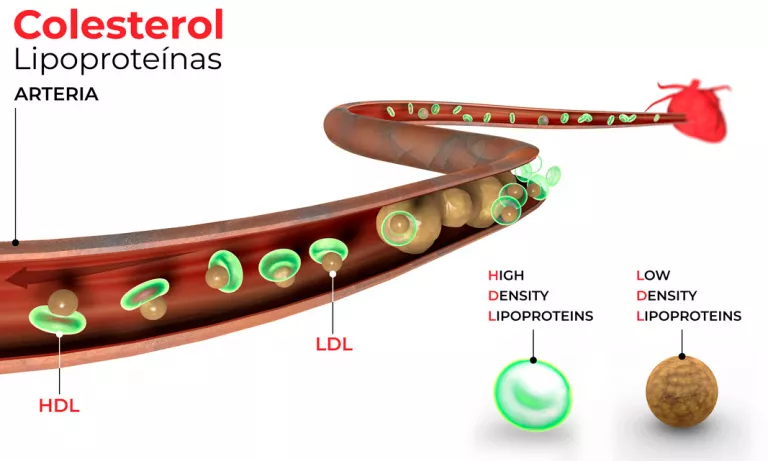 Qué son las lipoproteínas