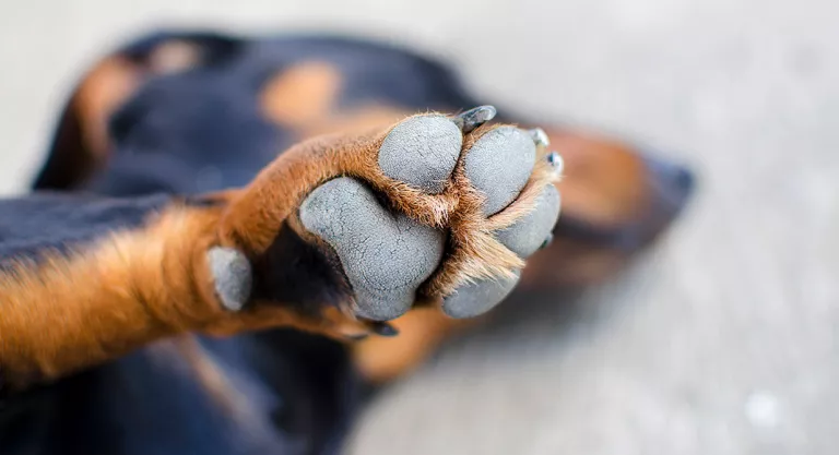 Síntomas de la intoxicación por anticongelante en el perro