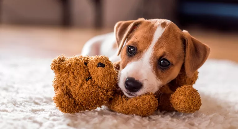 Prevención de la intoxicación por anticongelante en el perro