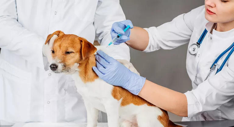 Tratamiento y prevención de la leptospirosis