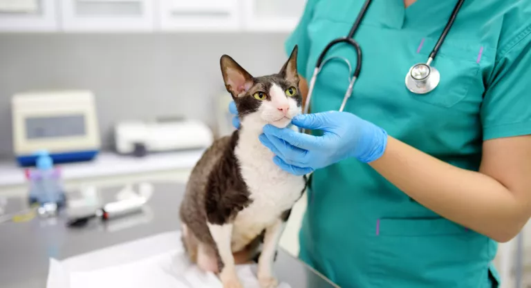 Glosario Huracán adverbio Hipertiroidismo felino, qué es, síntomas, causas y tratamiento